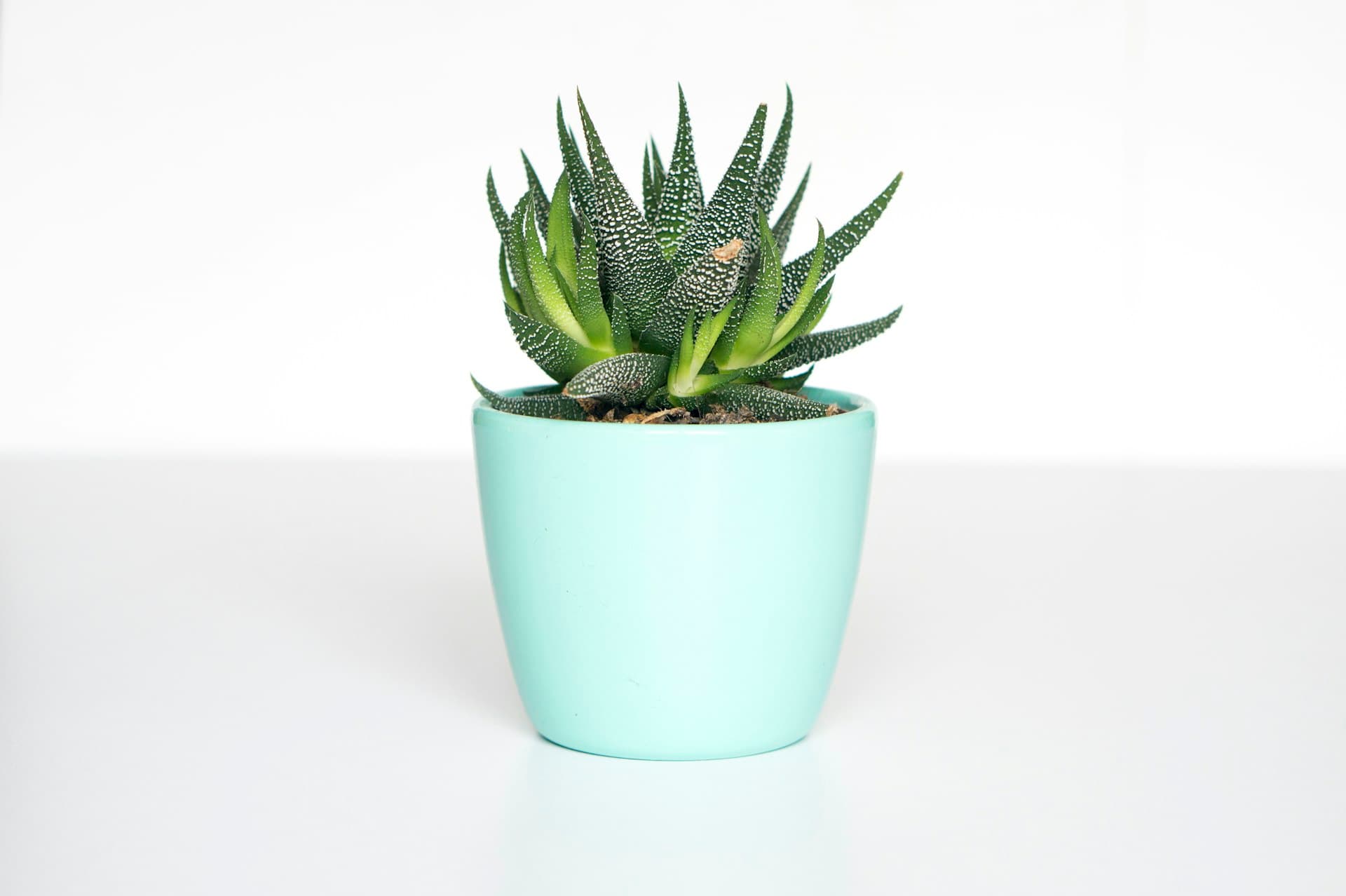 Hand-Painted Decorative Pots